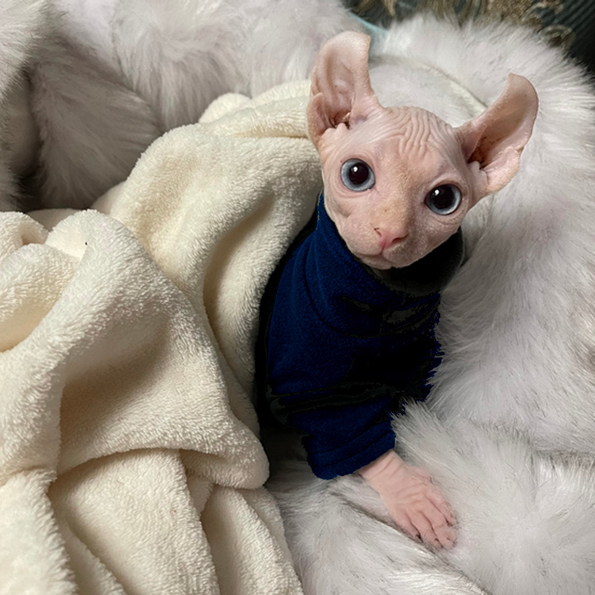 Sphynx Cat Soft Thermal Baselayer Fleece - Navy Blue