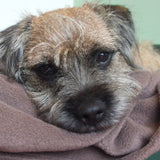 Pet Beds Large Fleece Pet Blankets - Prince & Princess Designer Petwear 